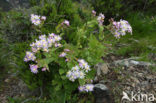 Pericallis spec