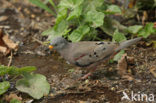 Peruduifje (Columbina cruziana)