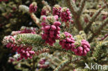 Picea excelsa