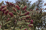 Picea excelsa