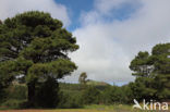 Canary Island pine (Pinus canariensis)