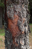 Canary Island pine (Pinus canariensis)