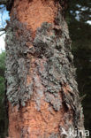 Canary Island pine (Pinus canariensis)