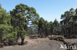 Canary Island pine (Pinus canariensis)