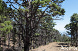 Canary Island pine (Pinus canariensis)