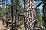 Canary Island pine (Pinus canariensis)