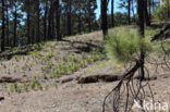 Canary Island pine (Pinus canariensis)