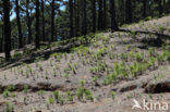 Canary Island pine (Pinus canariensis)