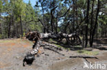 Canary Island pine (Pinus canariensis)