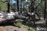 Canary Island pine (Pinus canariensis)