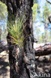 Canary Island pine (Pinus canariensis)