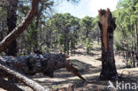 Canary Island pine (Pinus canariensis)