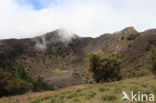 Canary Island pine (Pinus canariensis)