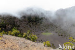 Canary Island pine (Pinus canariensis)