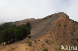 Canary Island pine (Pinus canariensis)