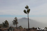 Canary Island pine (Pinus canariensis)