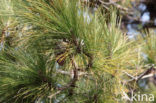 Canary Island pine (Pinus canariensis)