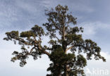 Canary Island pine (Pinus canariensis)