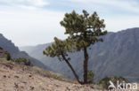 Canary Island pine (Pinus canariensis)