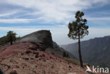 Canary Island pine (Pinus canariensis)