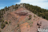 Canary Island pine (Pinus canariensis)