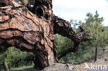 Canary Island pine (Pinus canariensis)