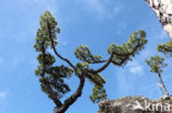 Canary Island pine (Pinus canariensis)