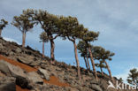 Canary Island pine (Pinus canariensis)