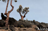 Canary Island pine (Pinus canariensis)