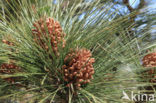 Canary Island pine (Pinus canariensis)