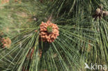 Canary Island pine (Pinus canariensis)