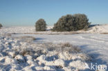 Pijpestrootje (Molinia caerulea)