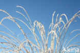 Purple Moor-grass (Molinia caerulea)
