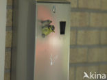 Blue Tit (Parus caeruleus)