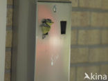 Blue Tit (Parus caeruleus)