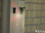 Blue Tit (Parus caeruleus)