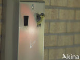 Blue Tit (Parus caeruleus)