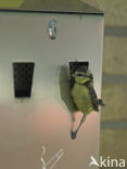 Blue Tit (Parus caeruleus)