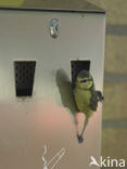 Blue Tit (Parus caeruleus)