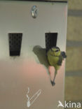 Blue Tit (Parus caeruleus)