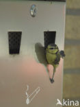 Blue Tit (Parus caeruleus)