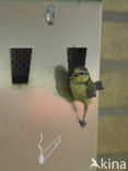 Blue Tit (Parus caeruleus)