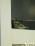 Pimpelmees (Parus caeruleus)