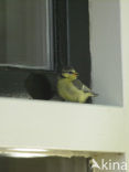 Pimpelmees (Parus caeruleus)