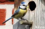 Blue Tit (Parus caeruleus)