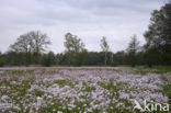 Pinksterbloem (Cardamine pratensis)