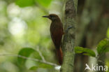 Plain-brown Woodcreeper (Dendrocincla fuliginosa)