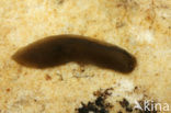 Platworm (Planthelminthes sp)