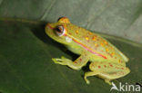 Polkadot Treefrog (Hyla punctata)