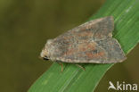 Populierenuil (Parastichtis suspecta)